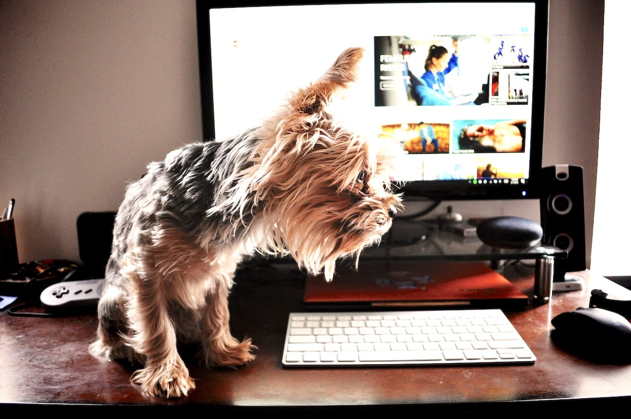 live online Hundetraining
